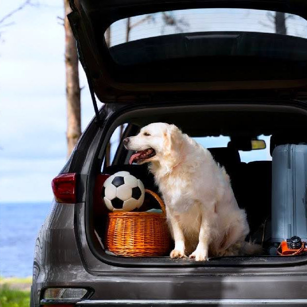 To build the ultimate pet travel kit, browse essential online pet products.