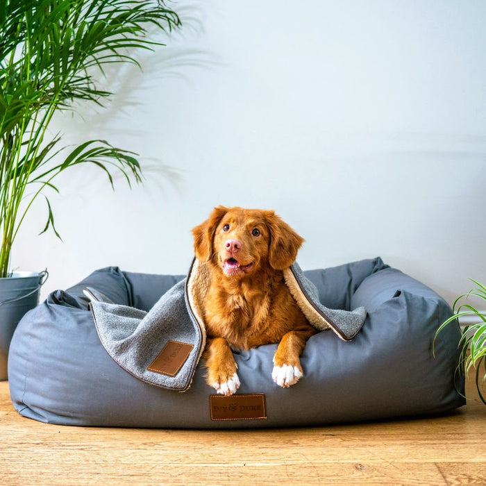 Pet supplies online offers an efficient way to buy pet essentials